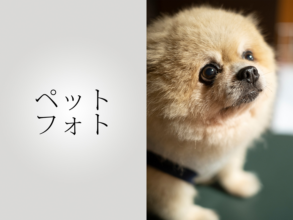 ペット写真メニュー